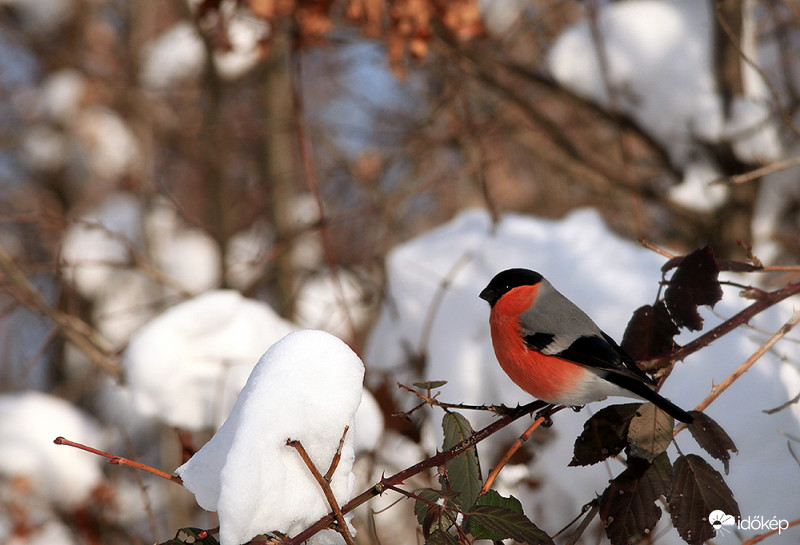 Kellemes Ünnepeket!