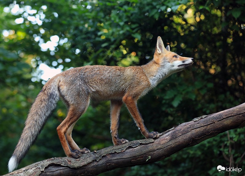 "Hóha, hó! Fára mászni vóna jó!"