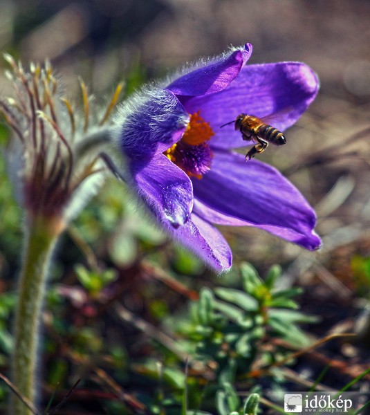 Zümmög a méhecske
