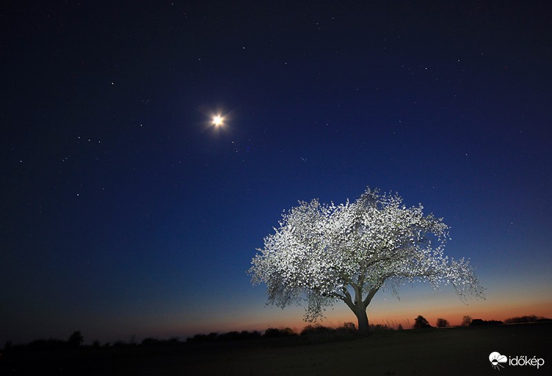 cseresznyefa virágzás