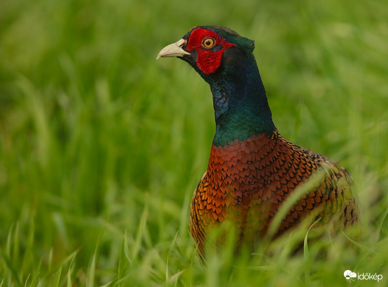 Itt még a fűben, aztán felugrott a fatörzsre 