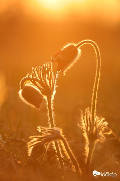 Ne rejtőzz el, úgyis látlak!