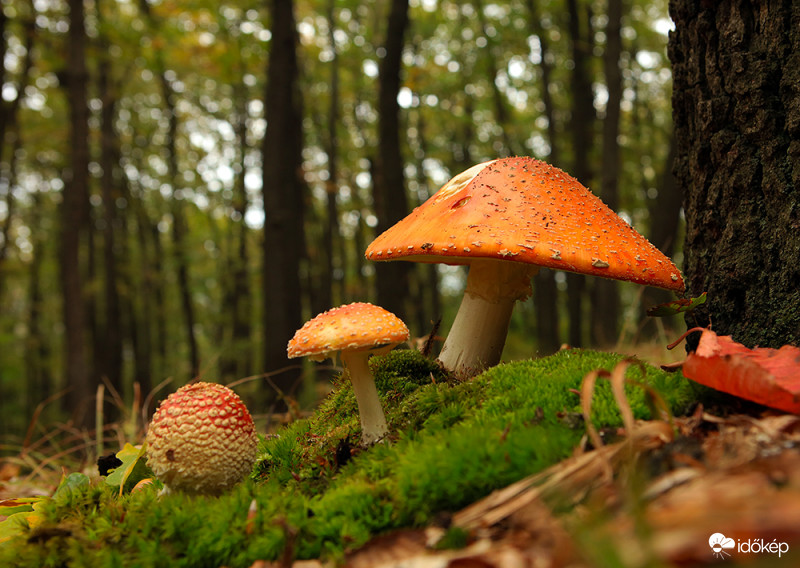 Családi idill, (már megint becsípett az öreg, alig áll a lábán)