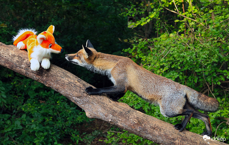 Szia tesóm, ne félj nem harapok :)