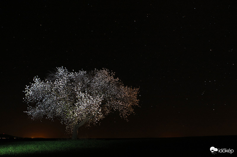 A cseresznyefa álma