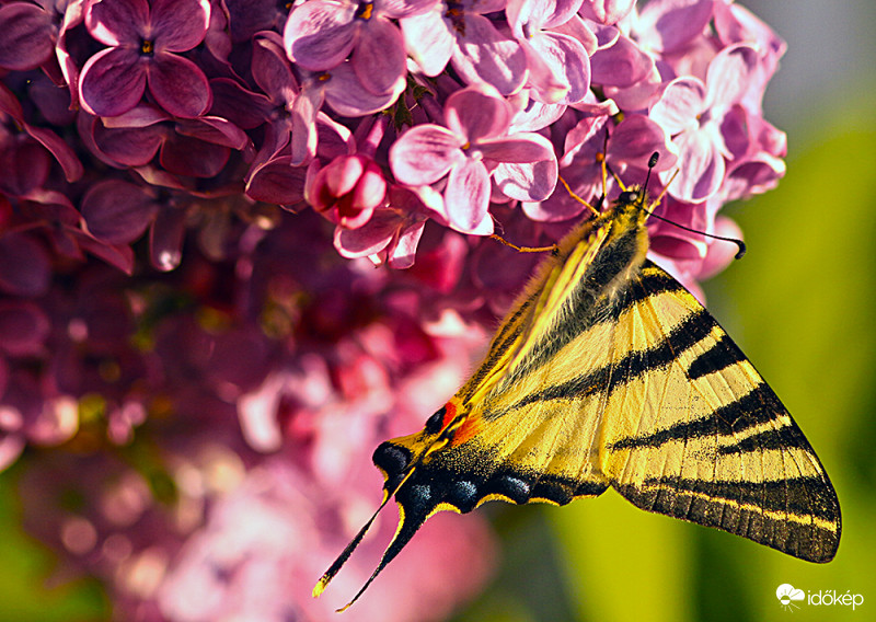 Palkonyán egy orgonán 