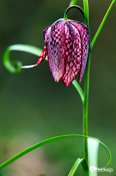 "Piros Kockás" az igazi!