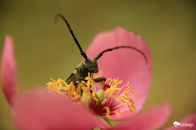Bánáti bazsarózsa őrzője