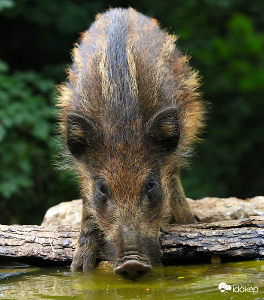 Iszik mint a disznó :)