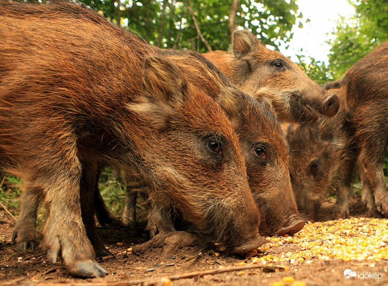 Finom! Jövünk holnap is :)