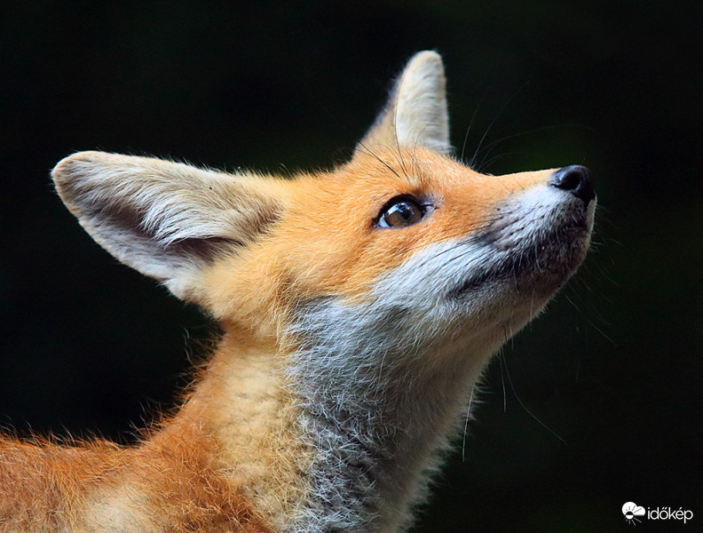 Kiefer Béla Július 6., 21:41 ·  Mi Atyánk, ki vagy a mennyekben, pipihúsért mondd csak melyik ajtón menjek be?