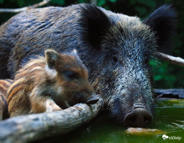 Vendégek az itatómnál 