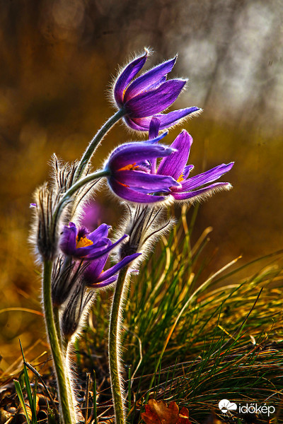 A lányok, a lányok: A lányok angyalok,