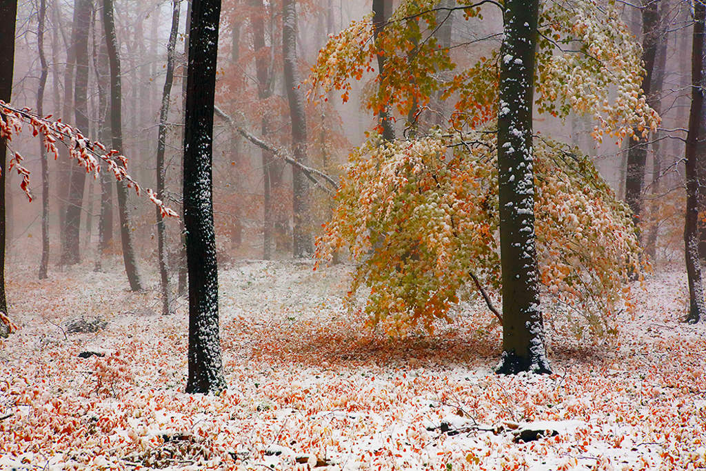 Erzsébet meghozta a havat