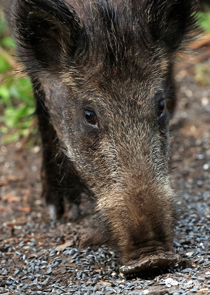 Lassan a kezemből eszik :)
