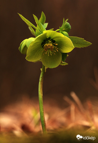 Magányos szépség hunyorog az erdő mélyén 