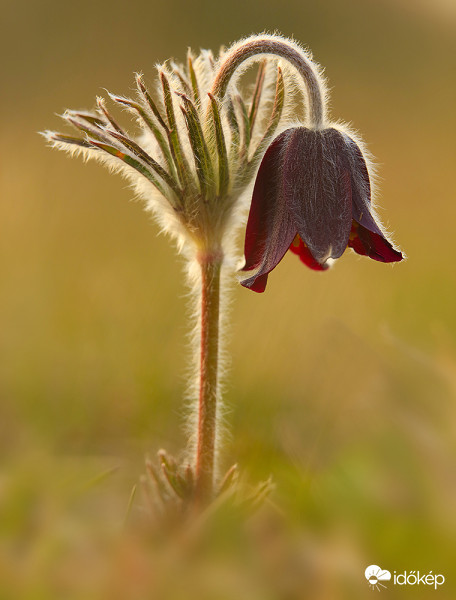 Bánatos kökörcsin