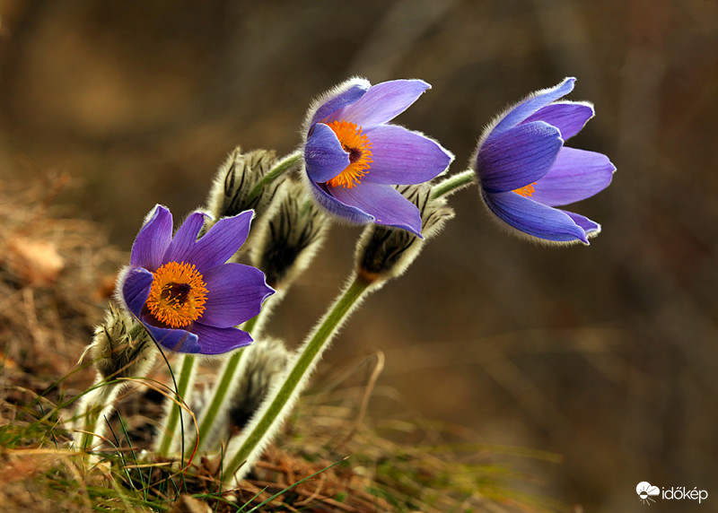  A lányok, a lányok, a lányok angyalok.