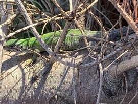 kiscsillag1979 fotója