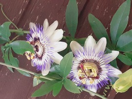 Passiflora