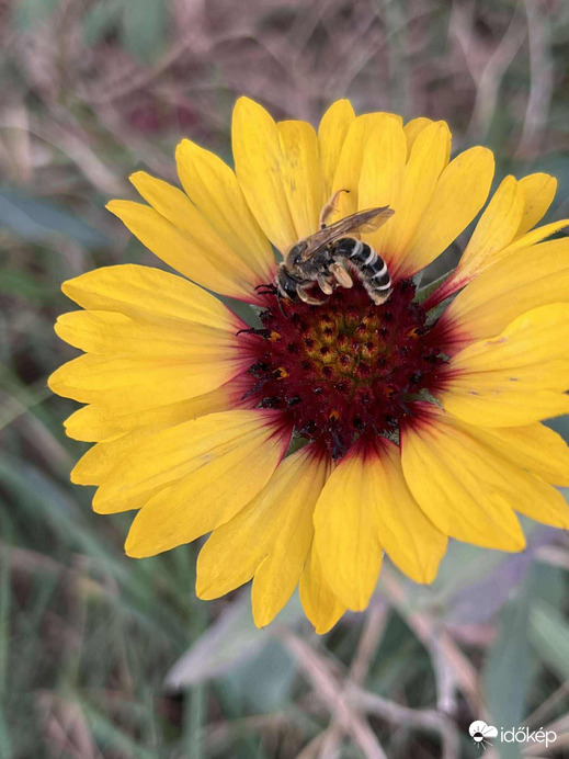Őszi betakarítás :)