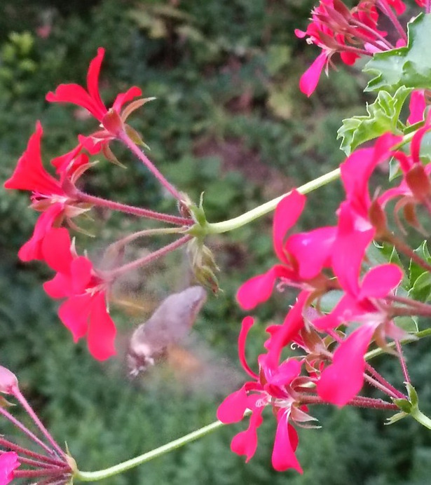 Budapest II.ker - Kurucles