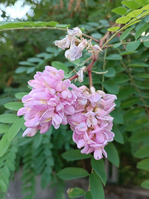 Budapest II.ker - Kurucles