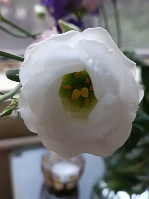 Budapest II.ker - Kurucles