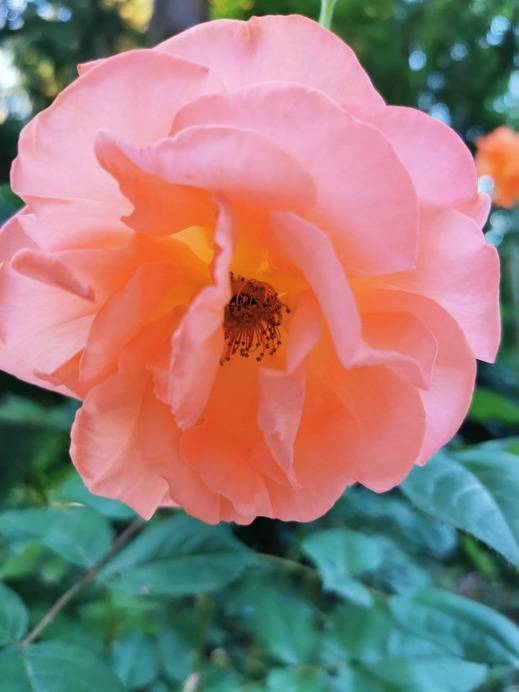 Budapest II.ker - Kurucles