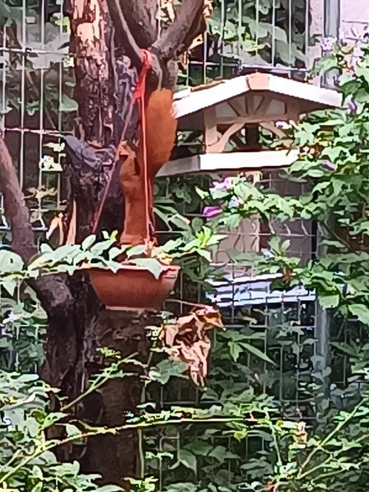 Budapest II.ker - Kurucles