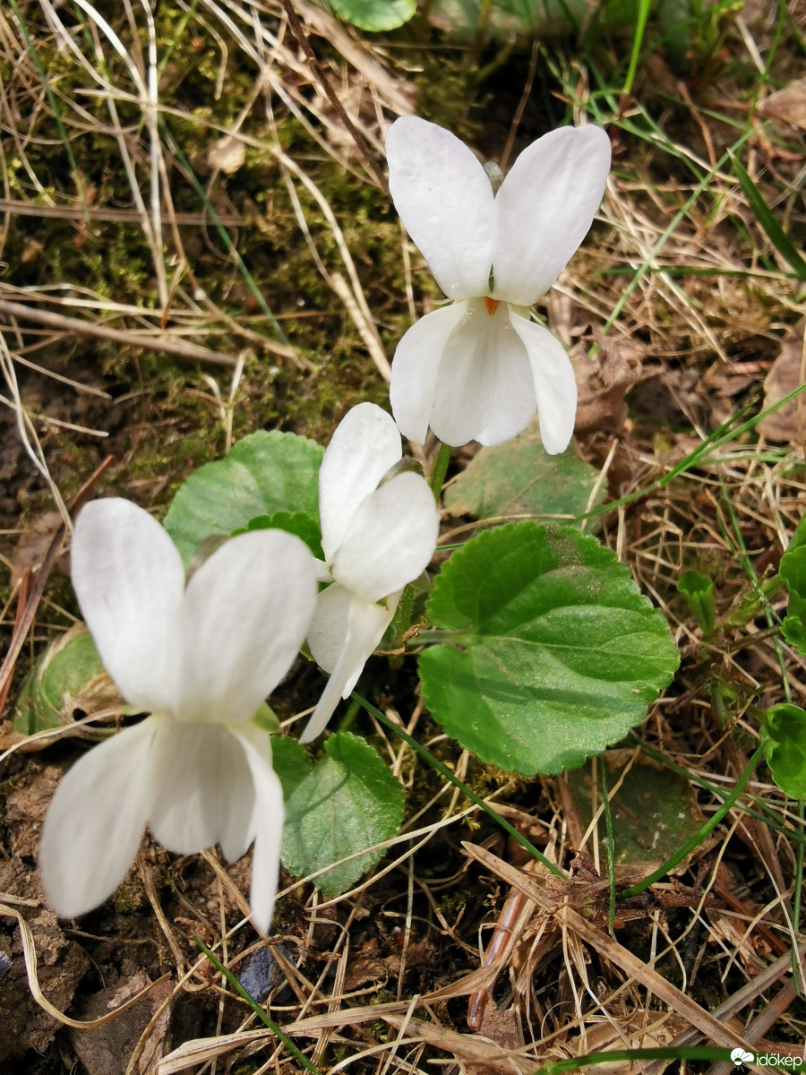 Budapest XII.ker - Zugliget