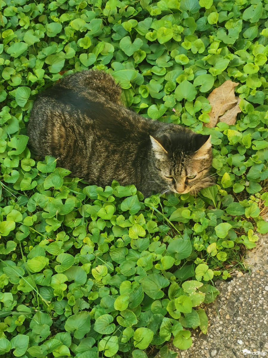 Budapest XII.ker - Zugliget