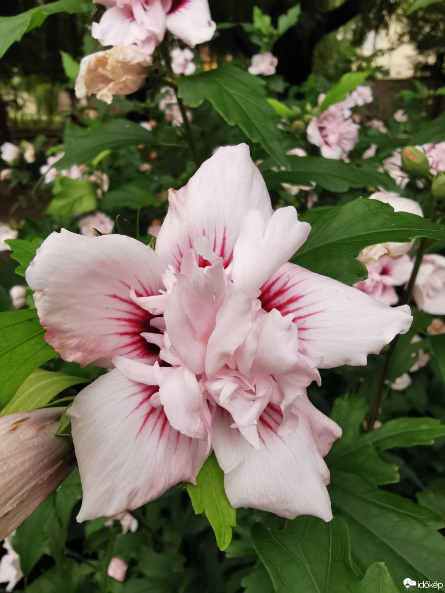 Budapest XII.ker - Zugliget