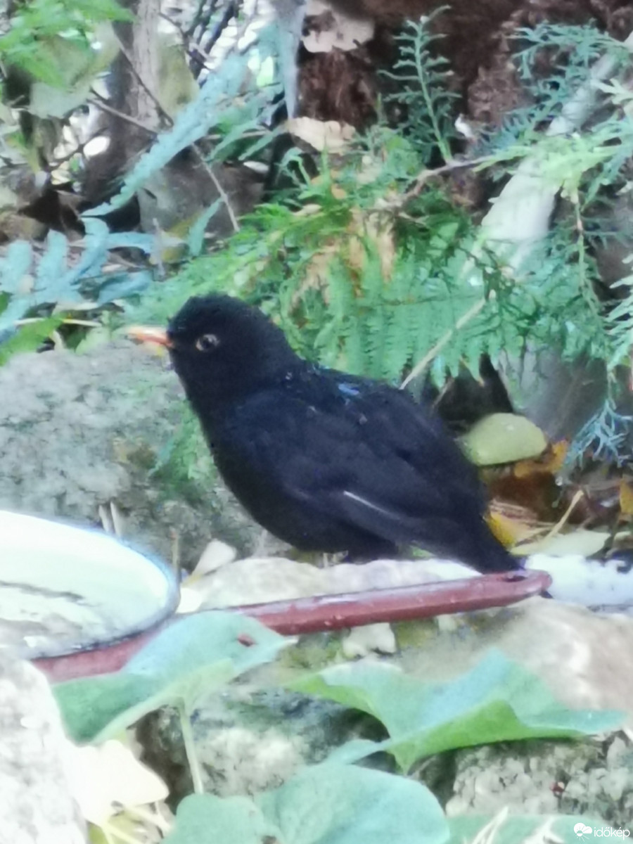 Budapest XII.ker - Zugliget