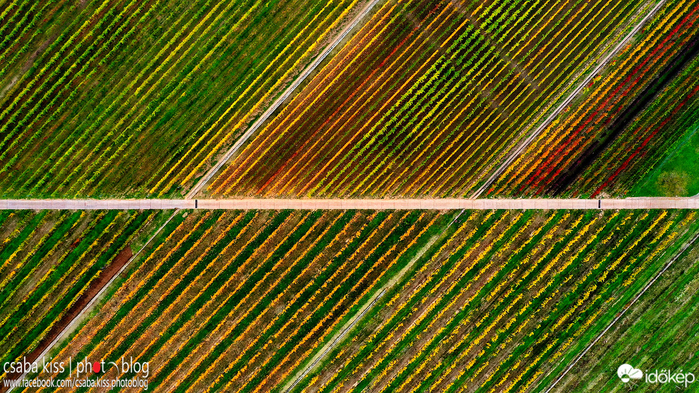 Színes szőlősorok.