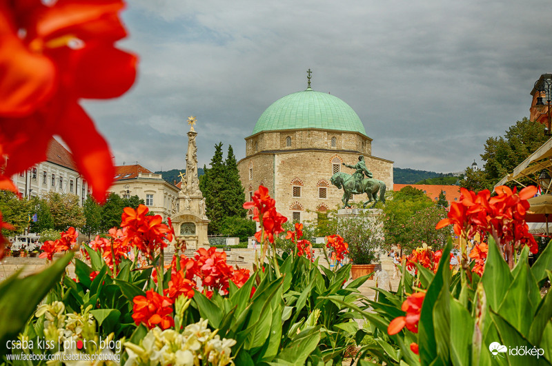 Kannavirágos belváros