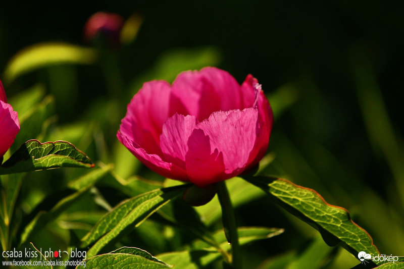 Bánáti bazsarózsa