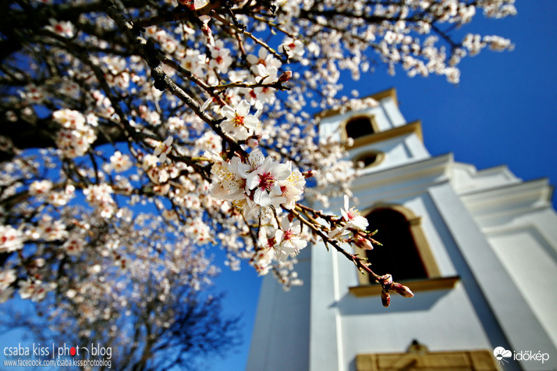 Mandulavirágzás II.