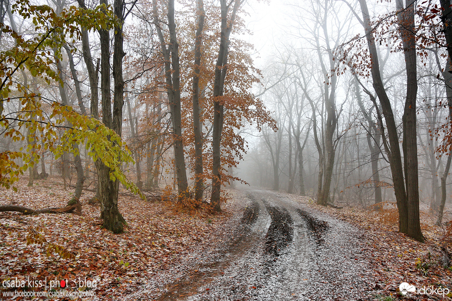 Zúzmara és köd az erdőn.