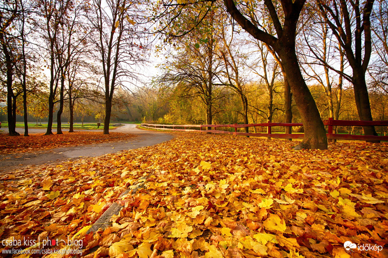 Hull az elsárgult levél...