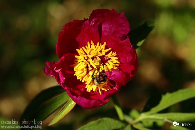 Bánáti bazsarózsa