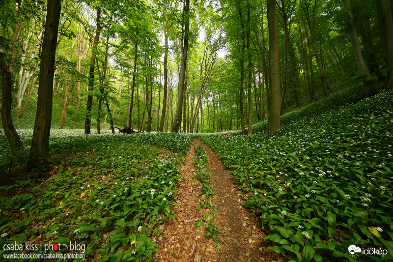Virágzik a medvehagyma a Mecsekben