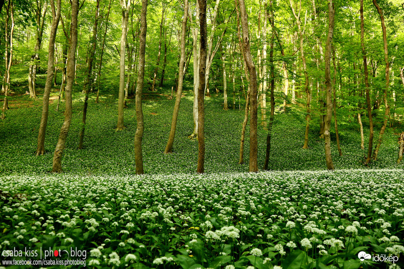 A medvehagyma virága fehérre festi az erdőt
