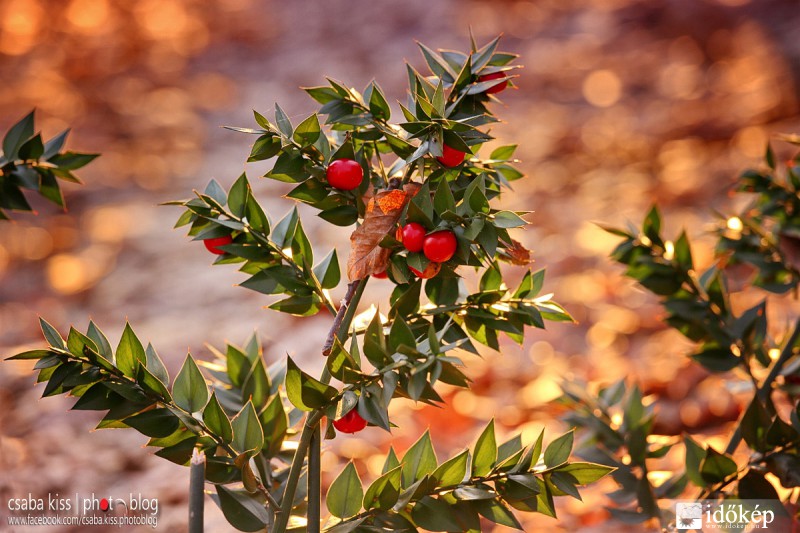 Csodabogyó csodafényekben