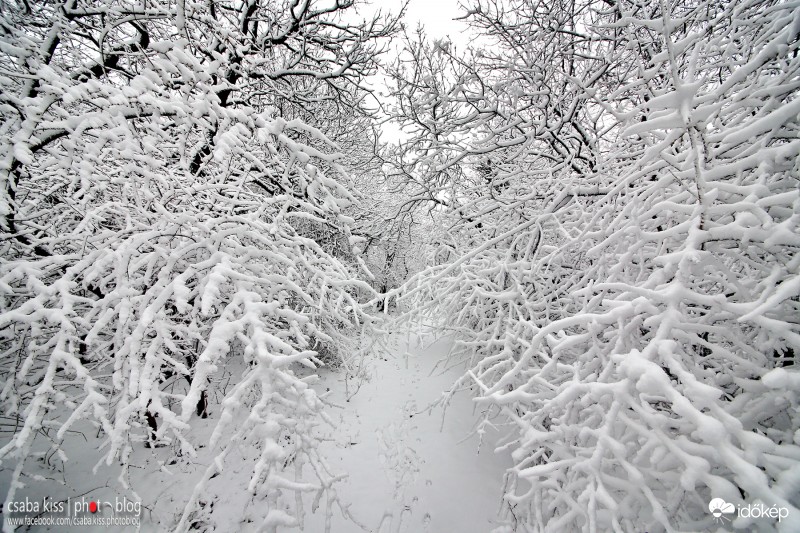 Téli kép a Mecsekből.