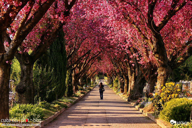 Virágzó japán cseresznyefák