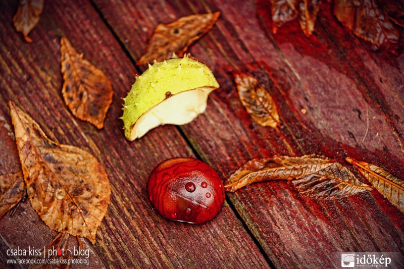 Az Ősz egy képbe sűrítve