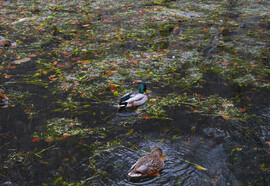Téli csend Szilvásváradon