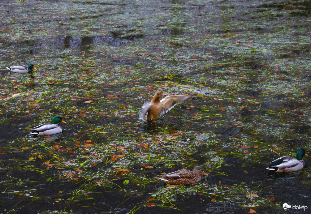 Téli csend Szilvásváradon