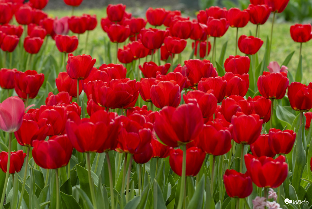 Csodálatos tulipánok